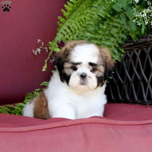 Amber, Shih Tzu Puppy